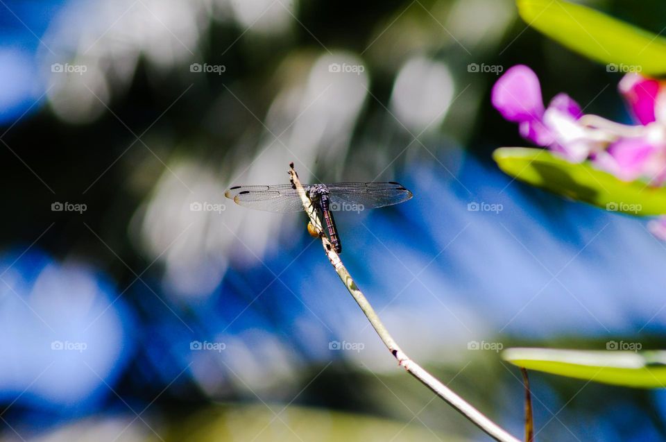 dragonfly