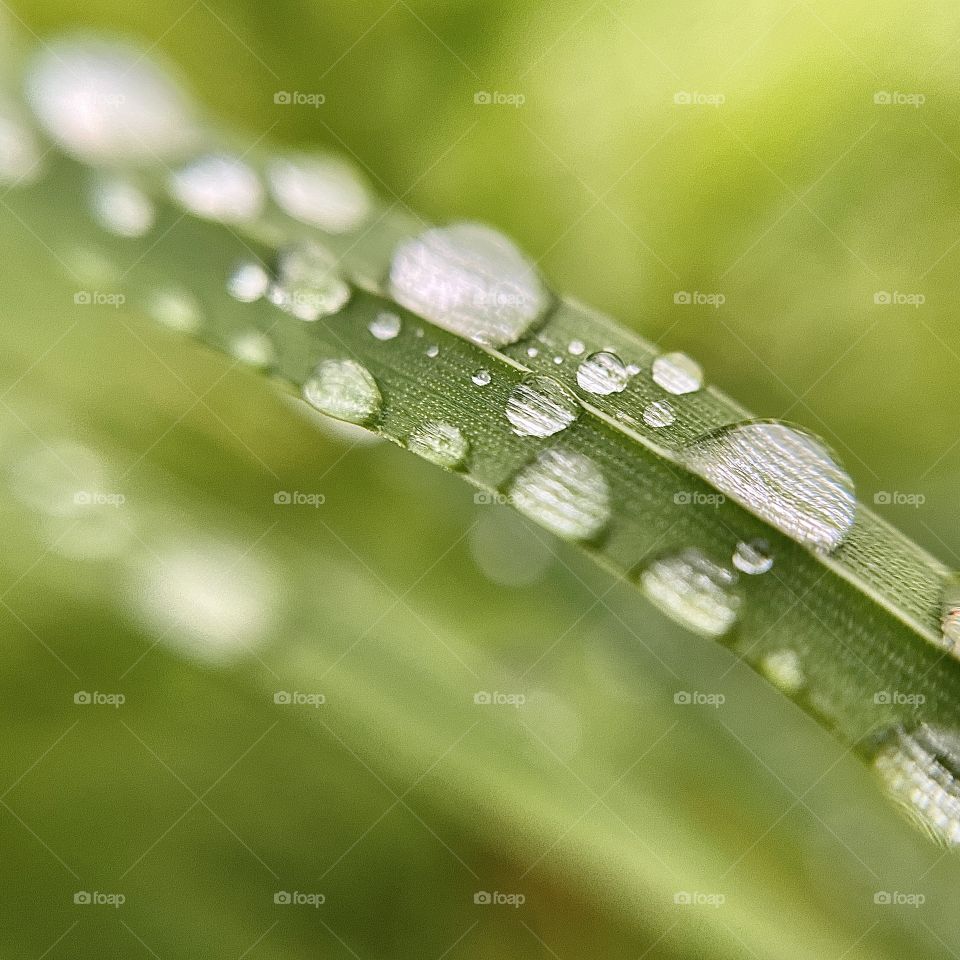 Drops on plants