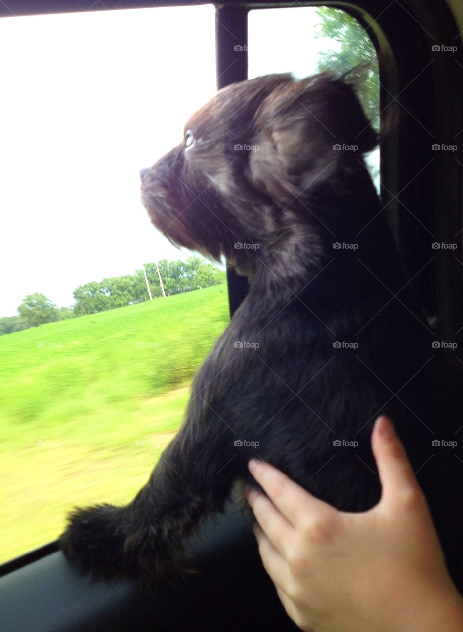 Doggy face in the wind