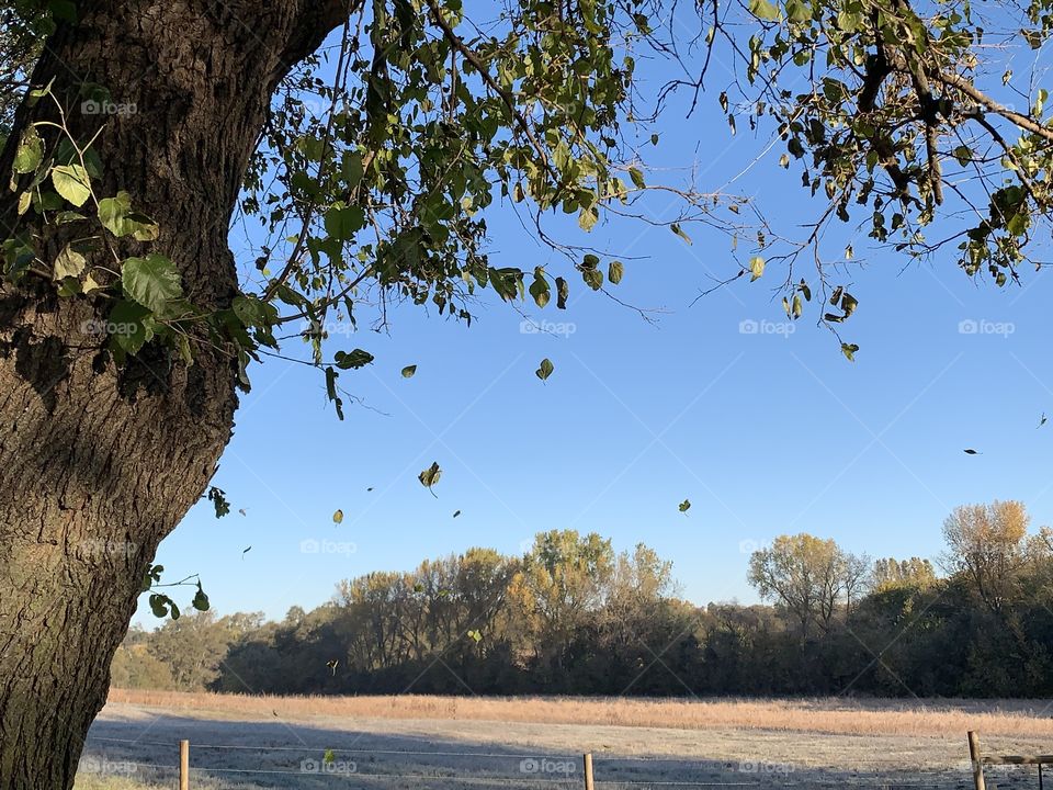 Leaves falling against a deep, blue, autumn sky in a rural setting, a farm field with a line of trees on the distant horizon