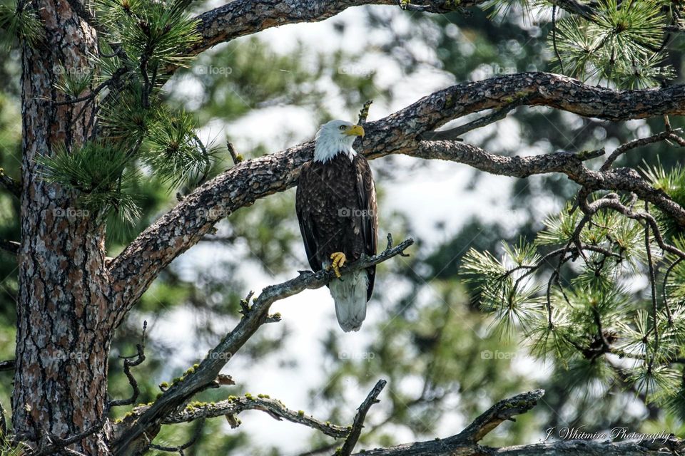 A bald eagle perches on a branch as it looks for its next meal