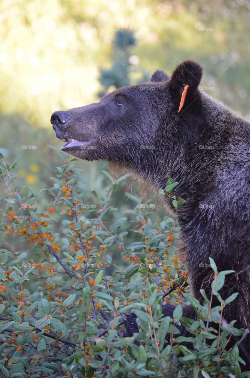 Grizzly bear in Peter Lougheed Park