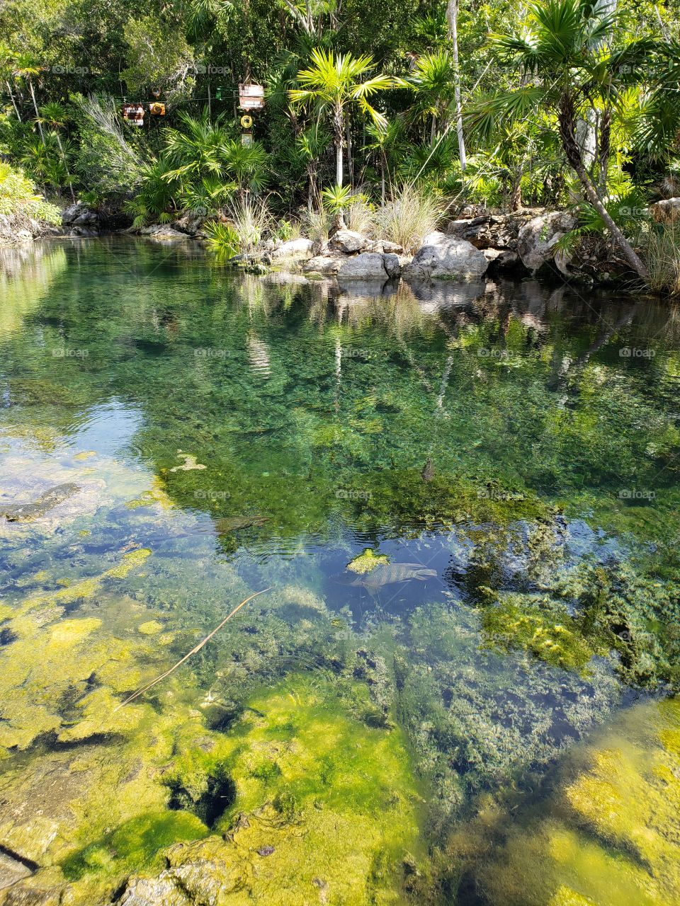 Cenote paraiso in Mexico