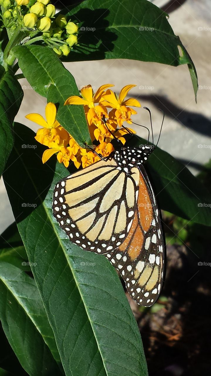 Beautiful Wings