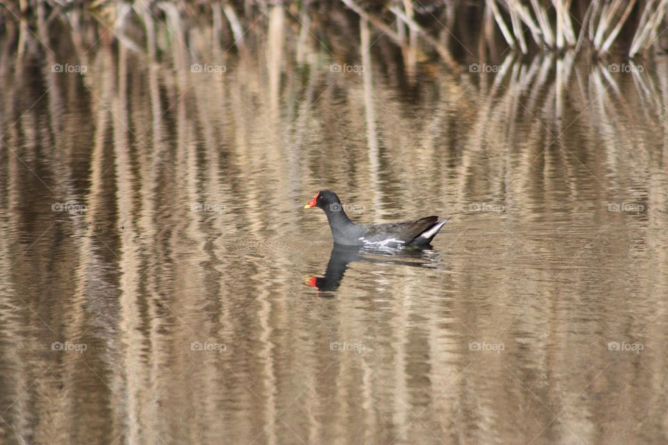 Red-knobbed coot