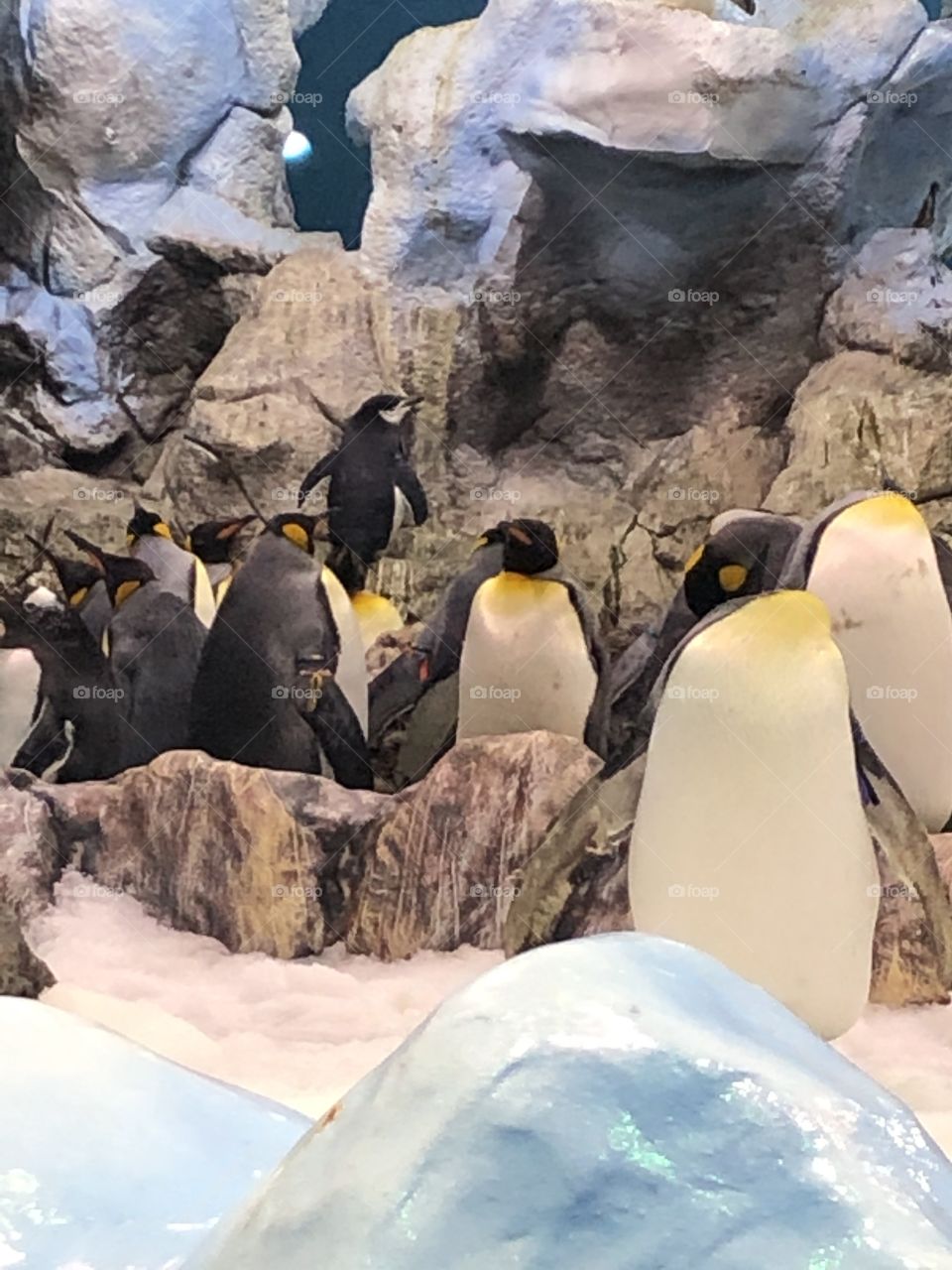 Penguins