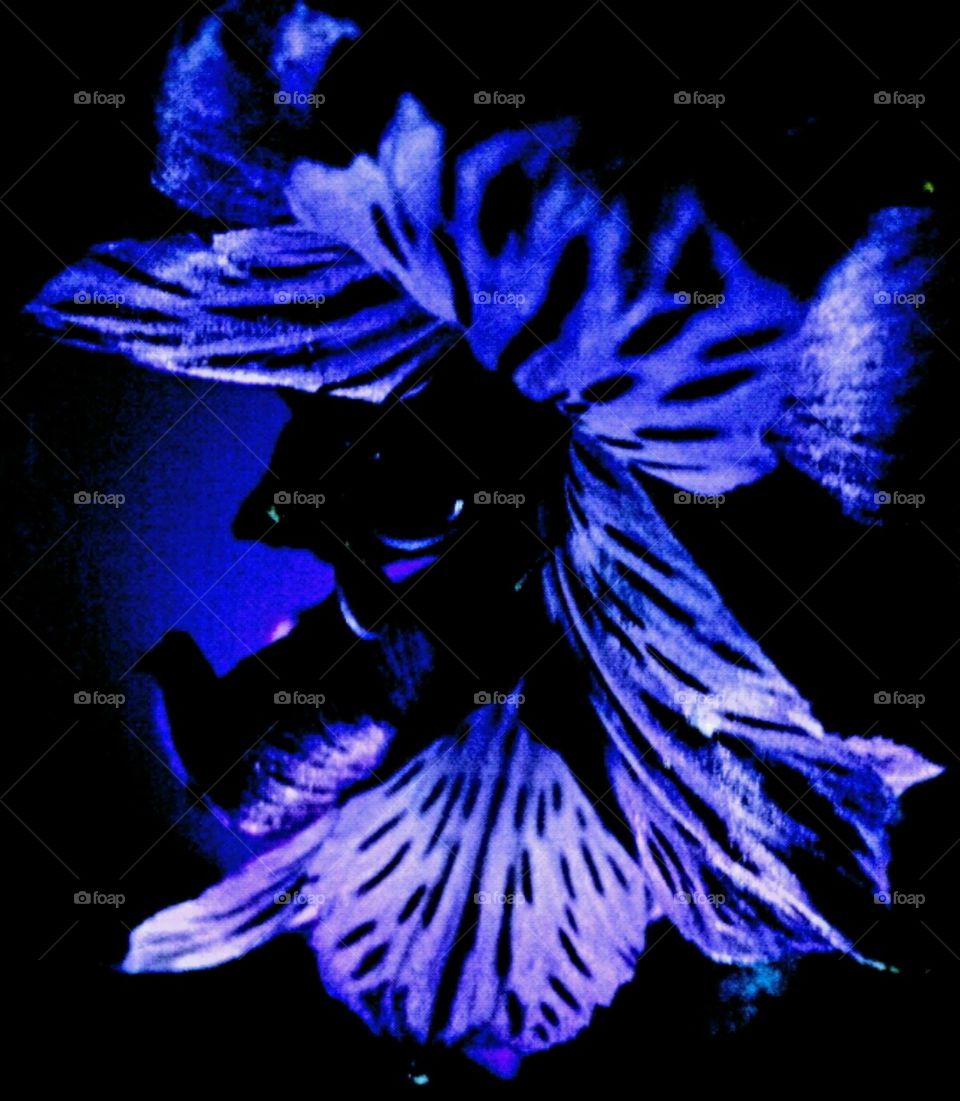 lily. lighting effects