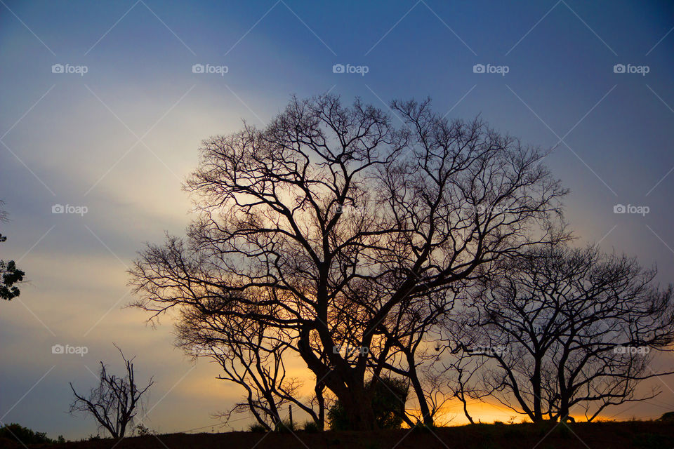 Silhouetted bare trees at sunset