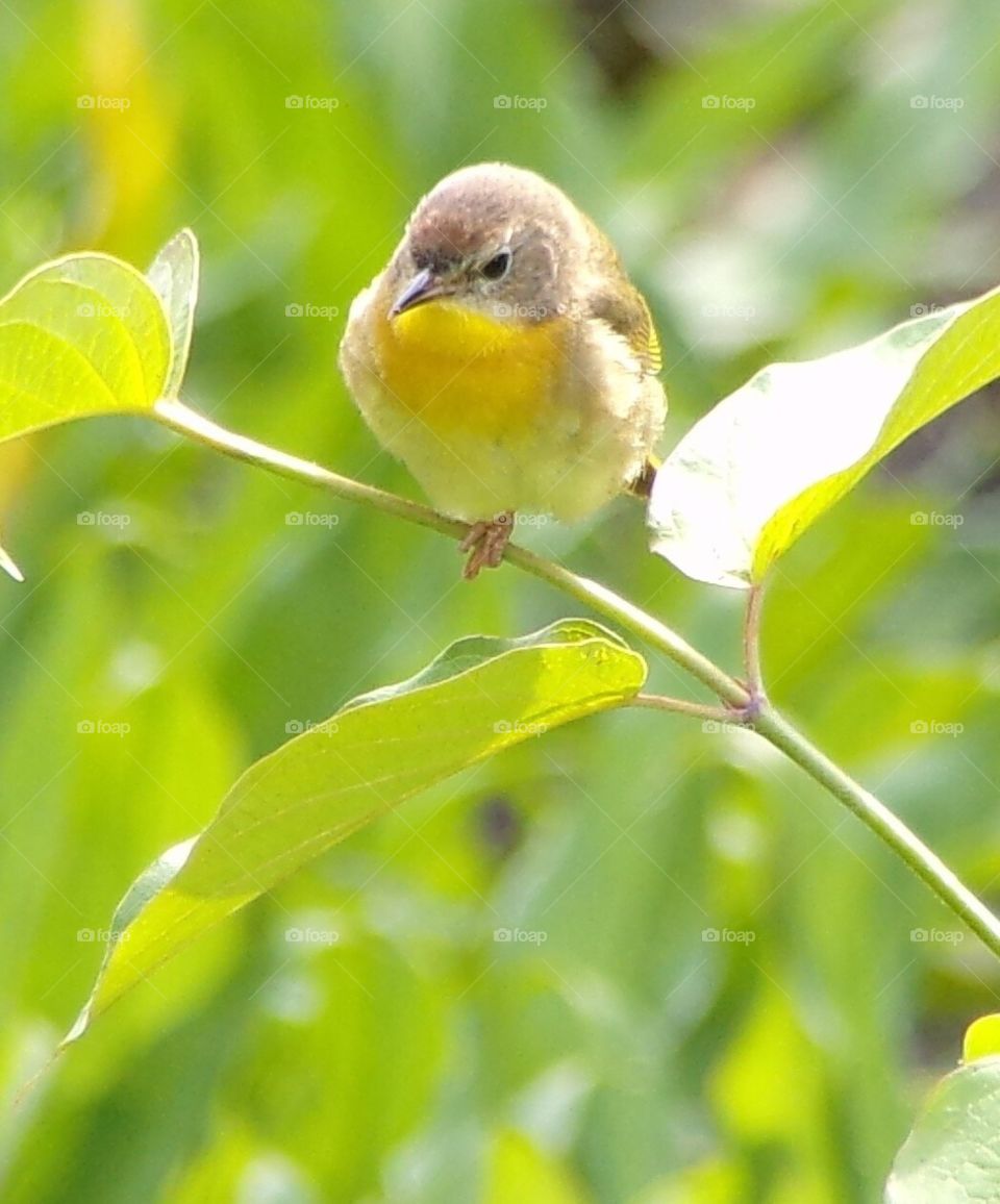 Natures simple beauty 