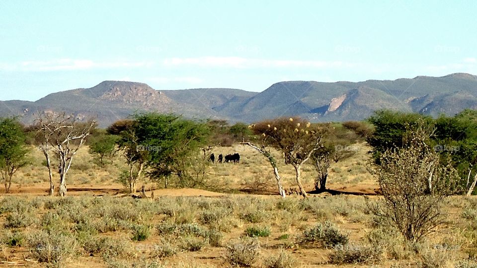 Wildebeest in nature