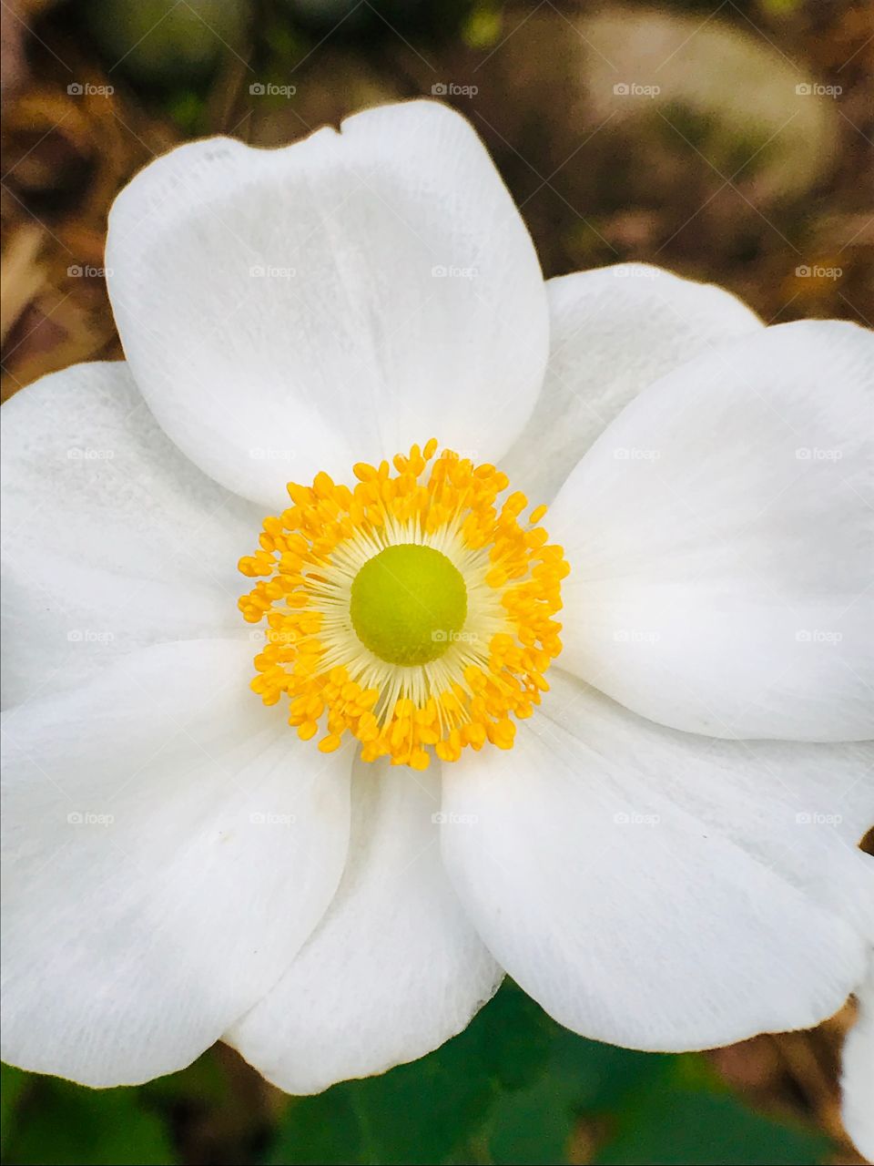 White flower with yellow and green center—taken in Dyer, Indiana 