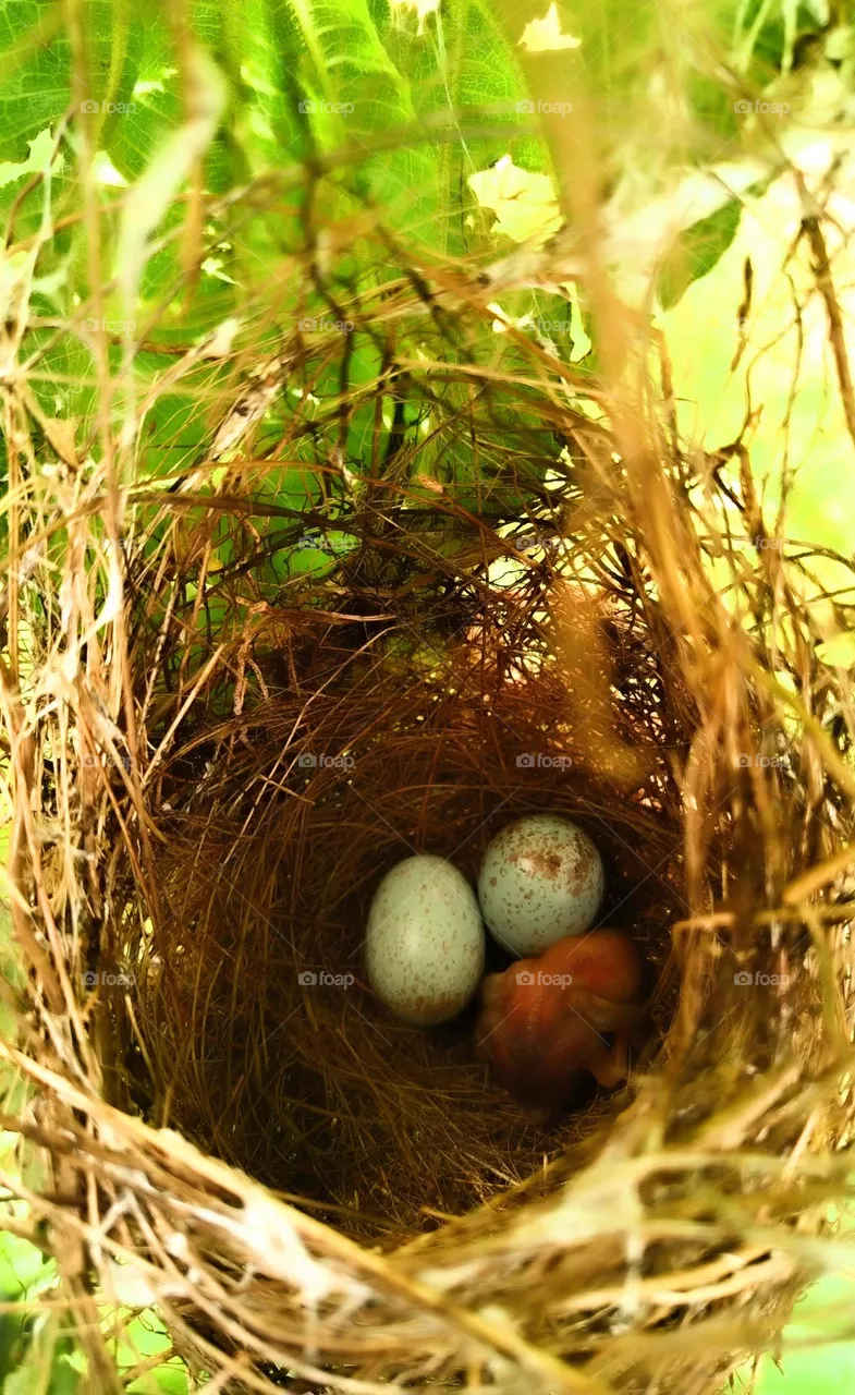 New life has taken place.  The eggs have hatched into chicks.