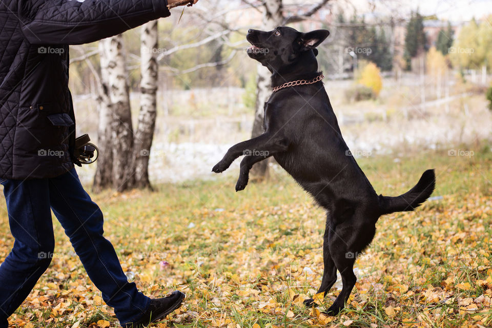 Pet with pet owner during autumn