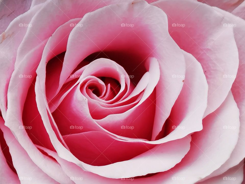 pink rose