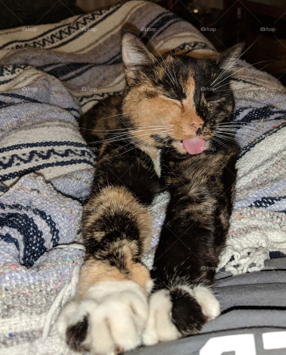Silly Cat Blep