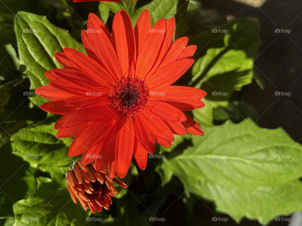 Vermillion colored daisy.