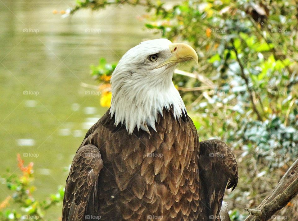 Bald Eagle. Proud American Bald Eagle
