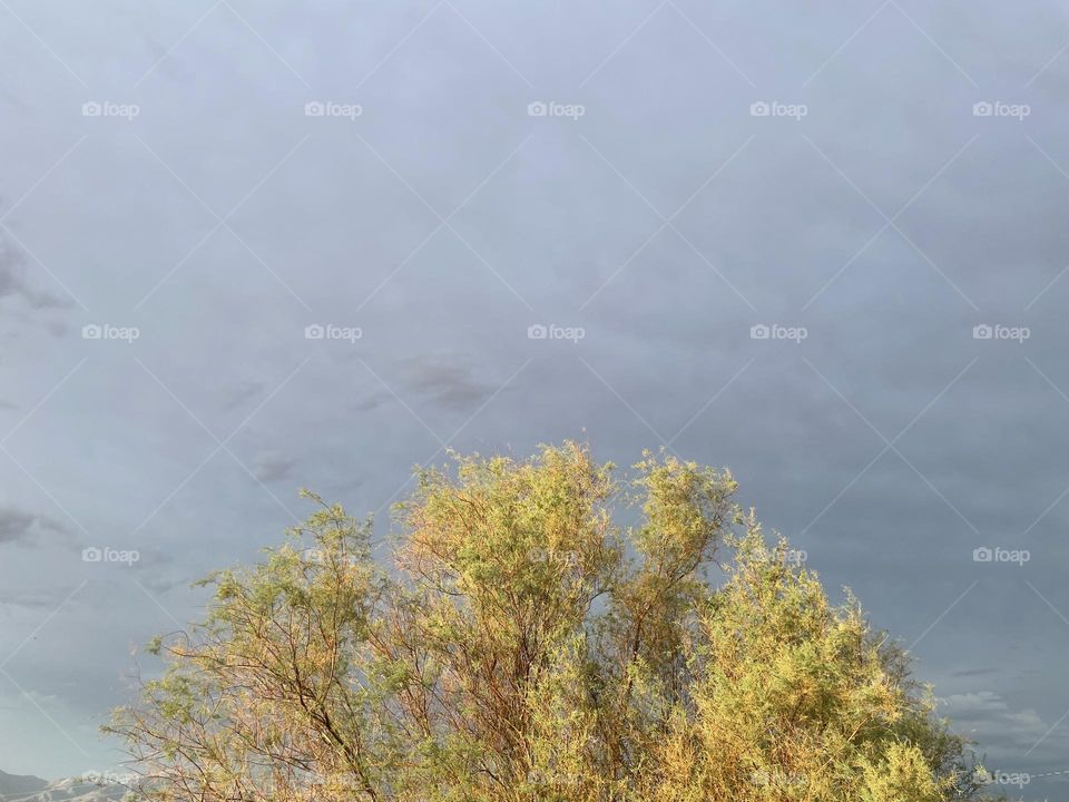 A dark grey sky with a tree.