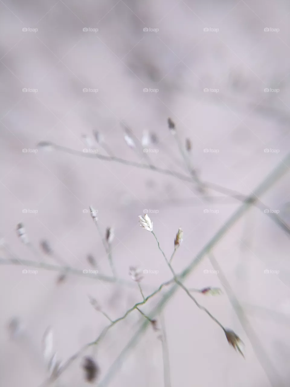 grass