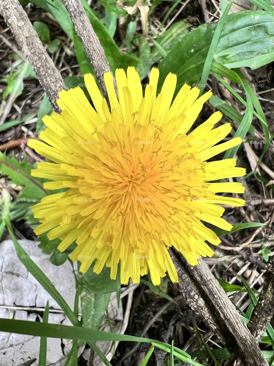 Flor amarilla diente de León 