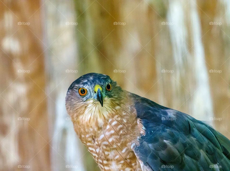 Coopers Hawk