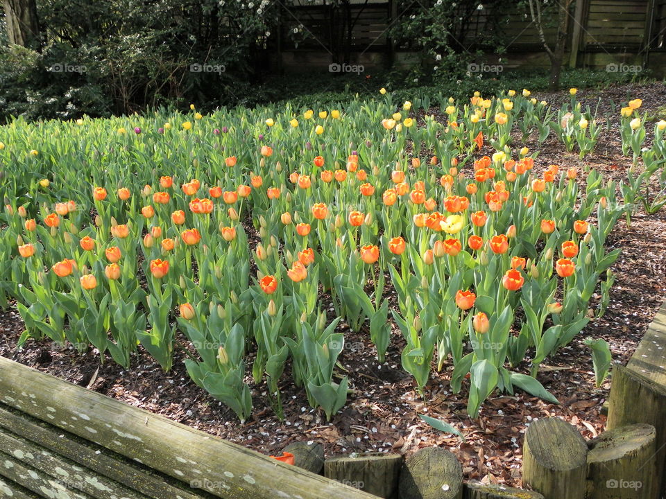 Orange and yellow tulip flowers