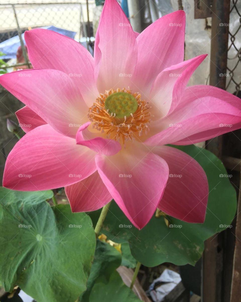 Lotus Flower
