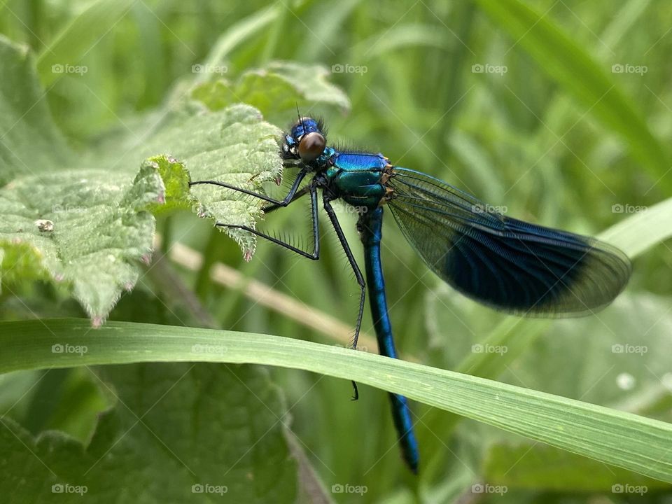 A damsel fly on a leaf