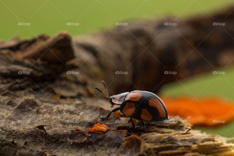 orange ladybug