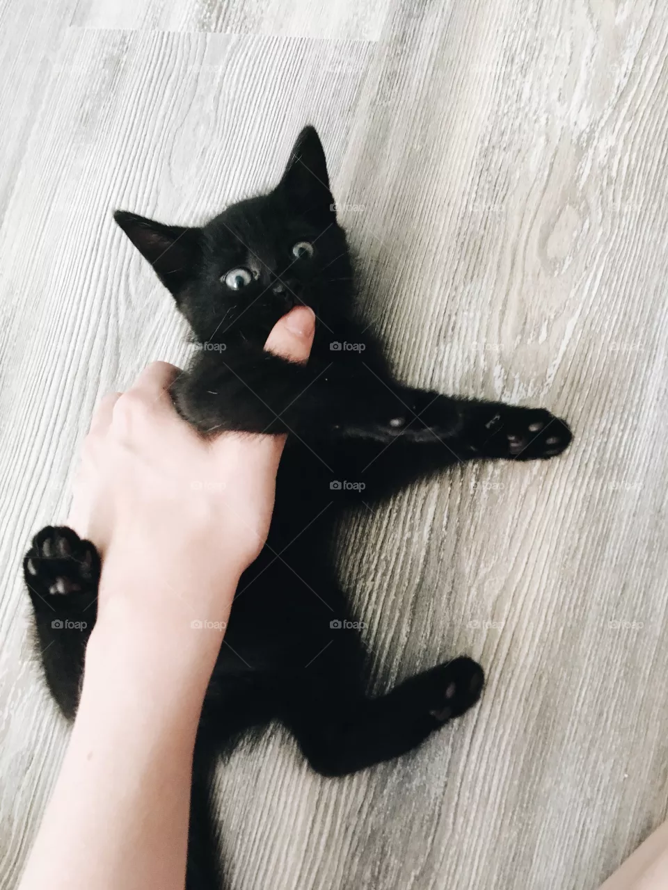 Baby cat 