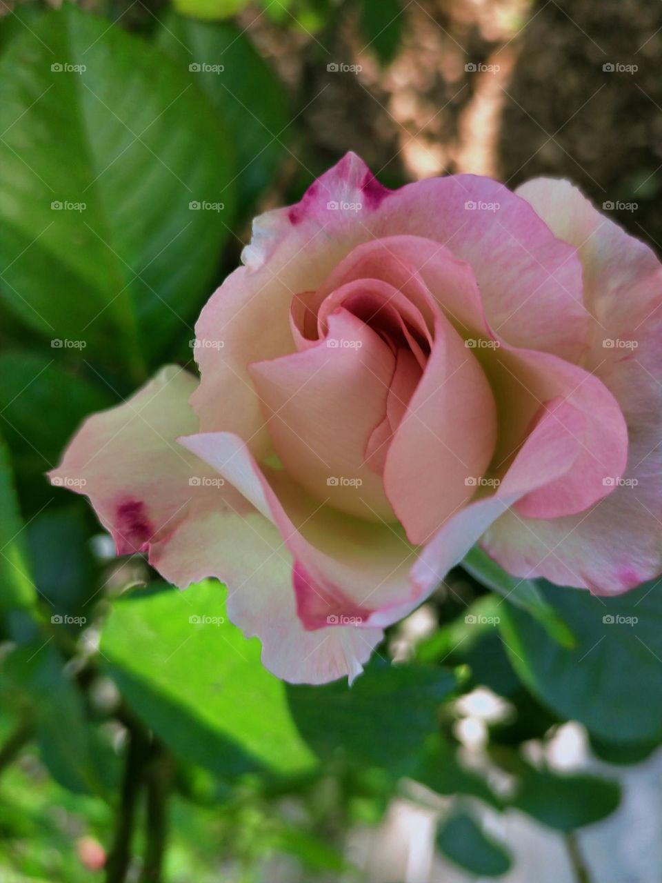 Pink Rose