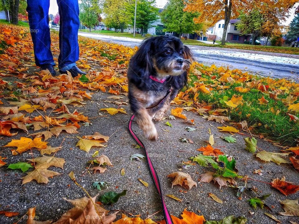 Autumn Walk with Cute Dog