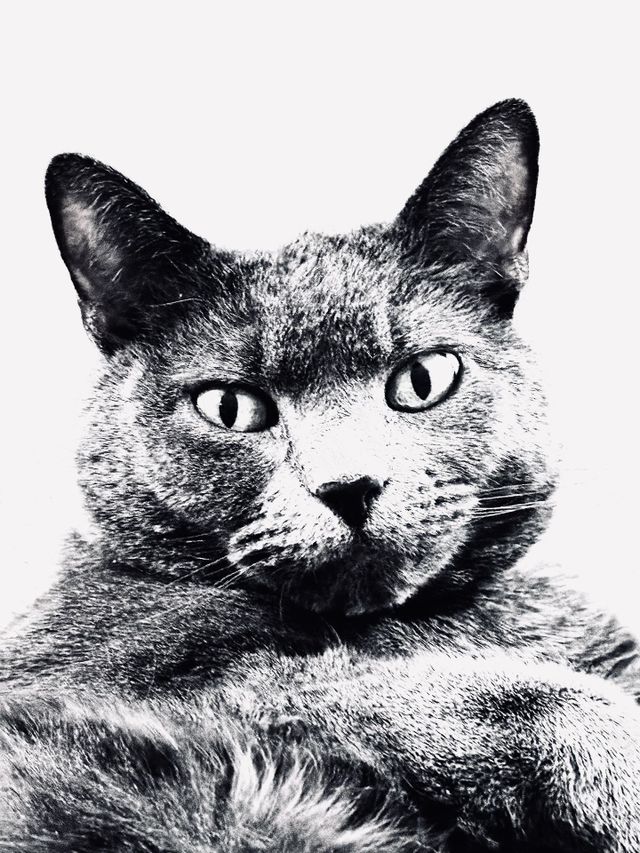 Black and white image of smoke grey cat