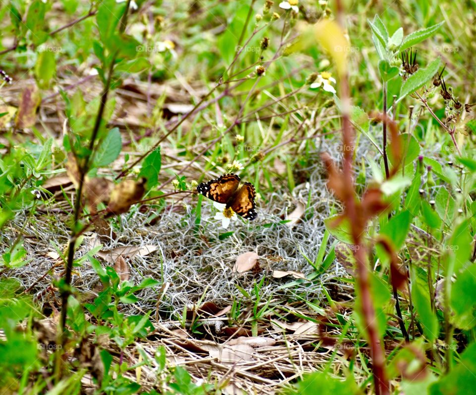 Upside down butterfly 