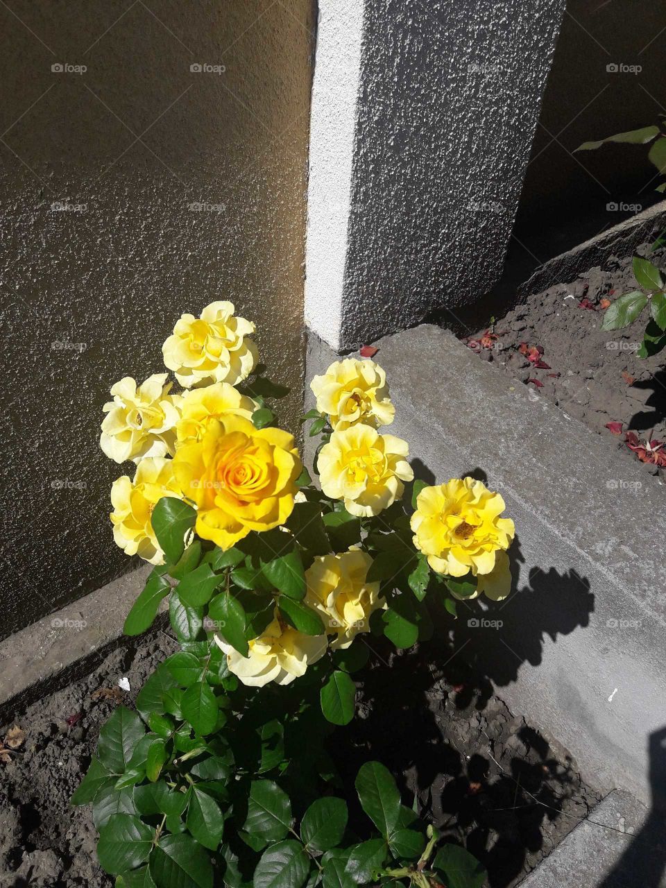 Yellow Roses