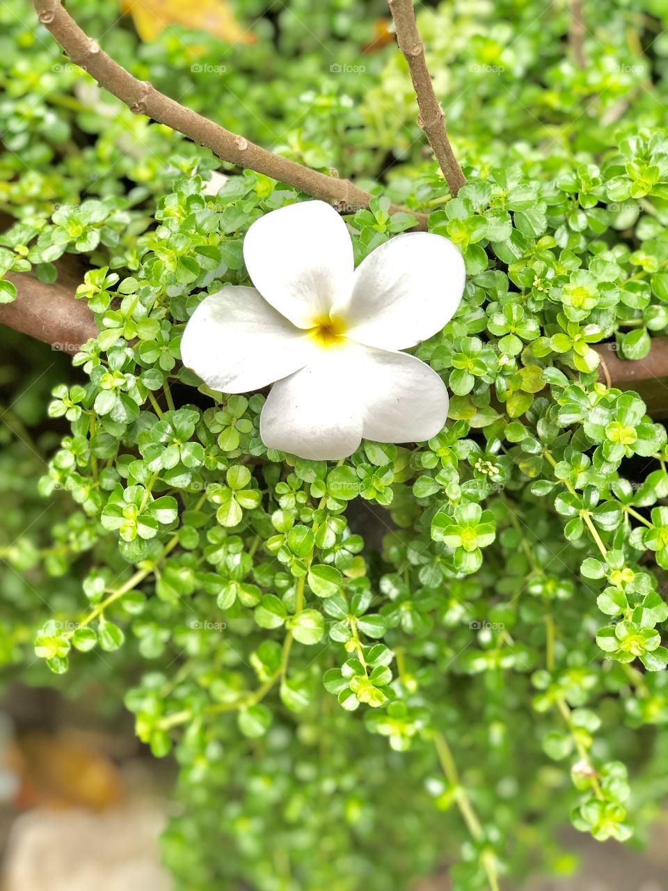 Beautiful white flower