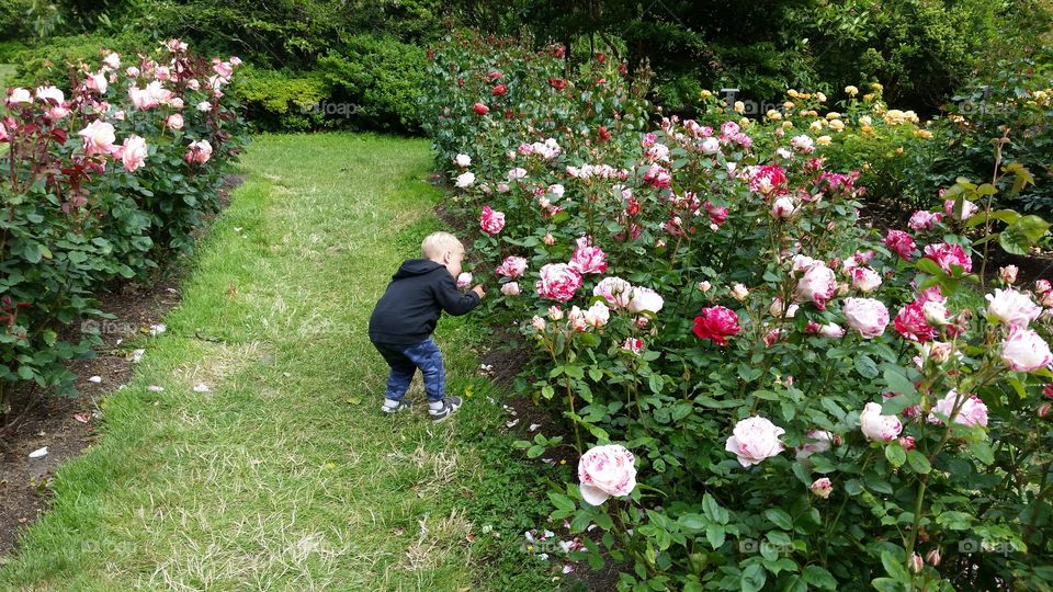 smelling the roses