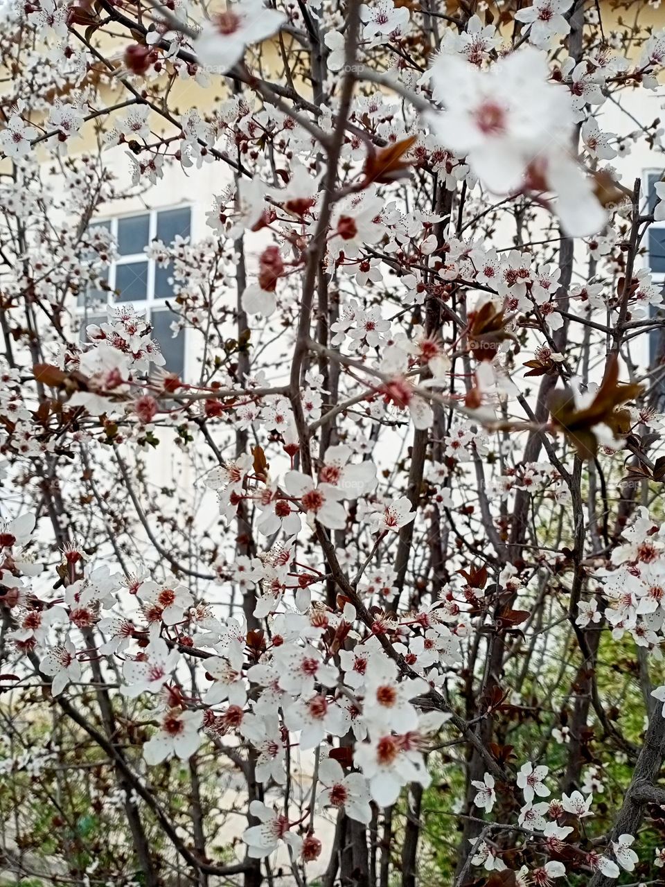 cherry blossoms tree