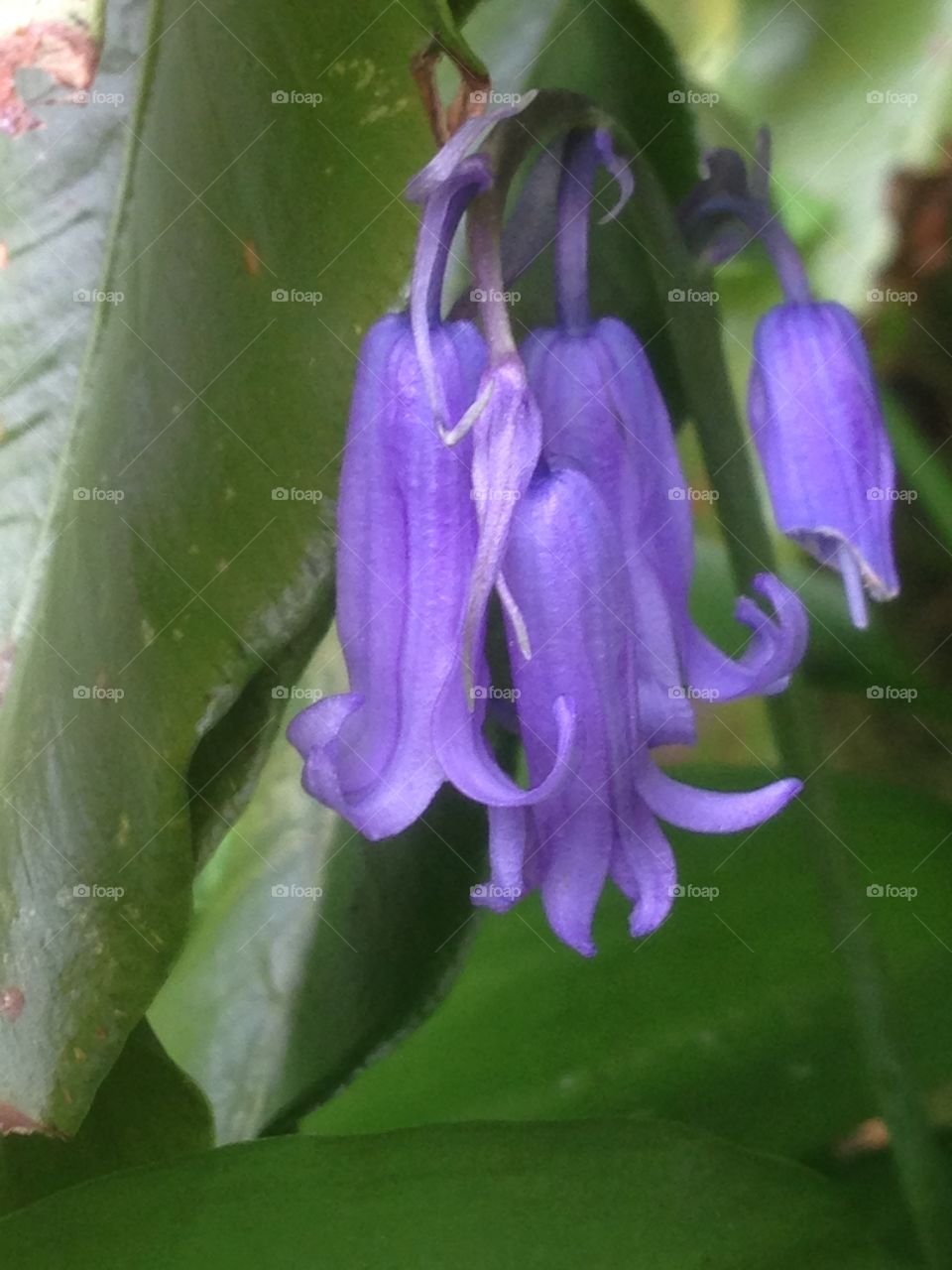 Bluebell