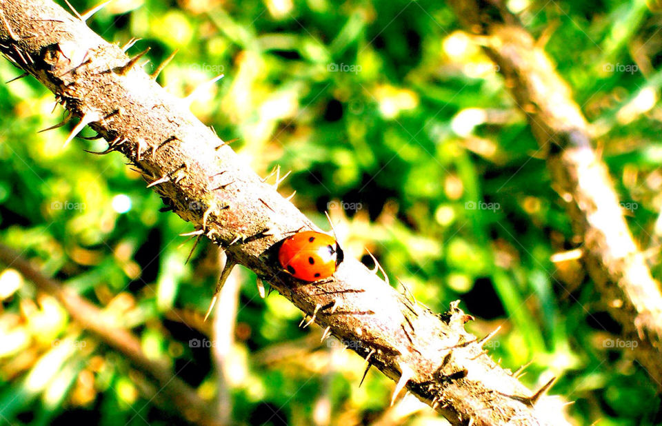 ladybug by razornuku
