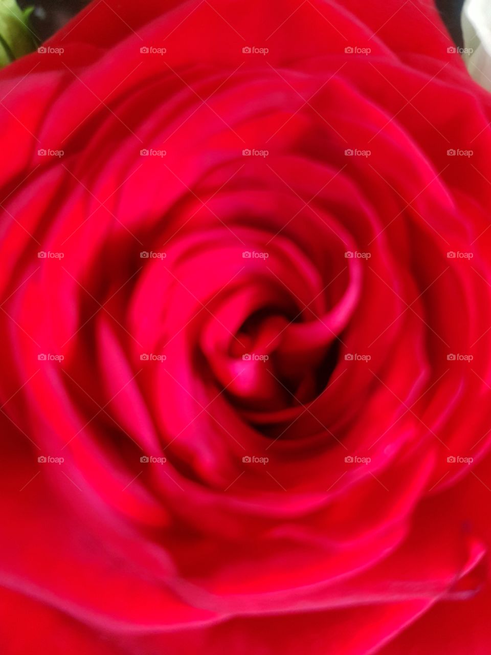 pure red rose swirl