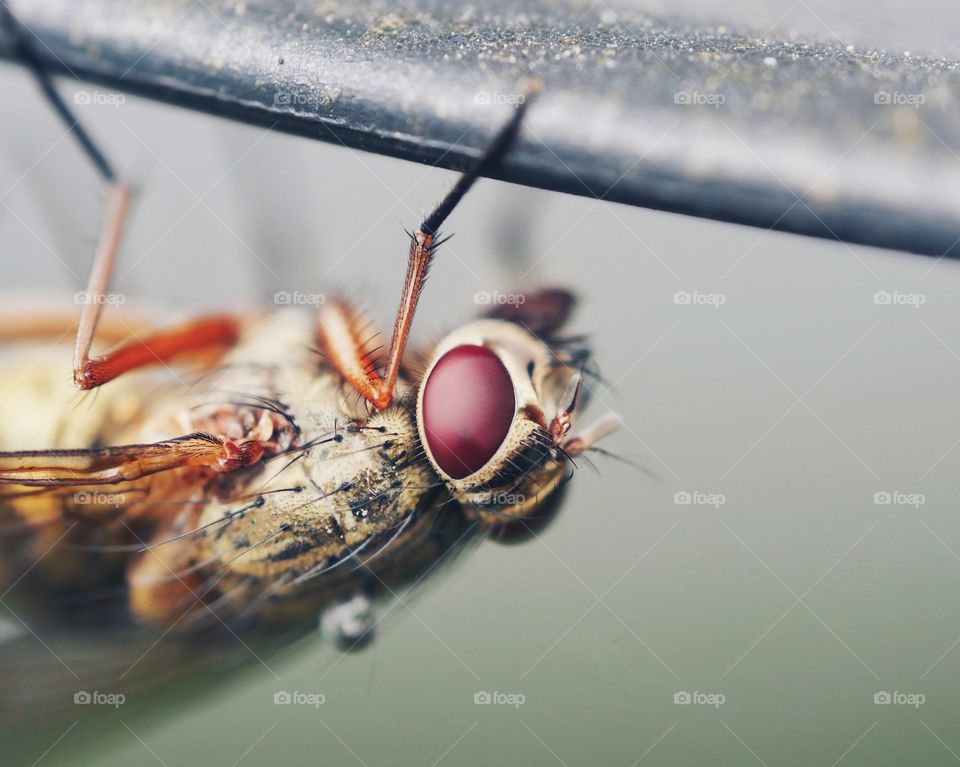 Extreme close-up of fly