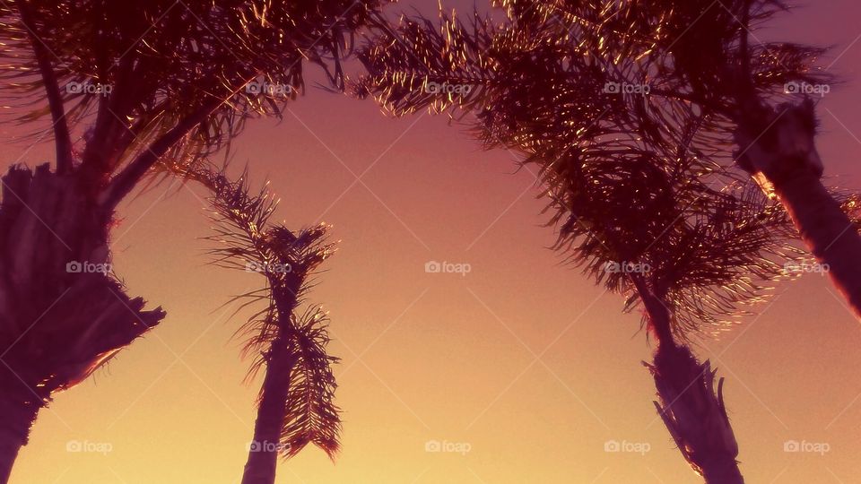 Palmtree Dusk