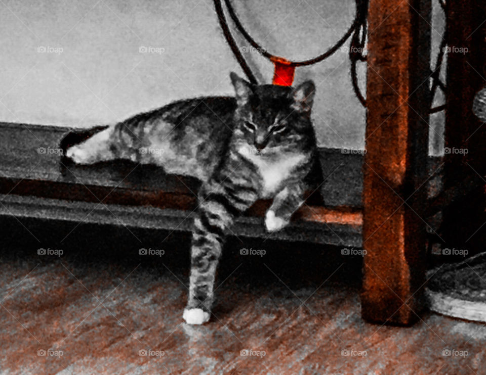 A lazy kitty cat day! 