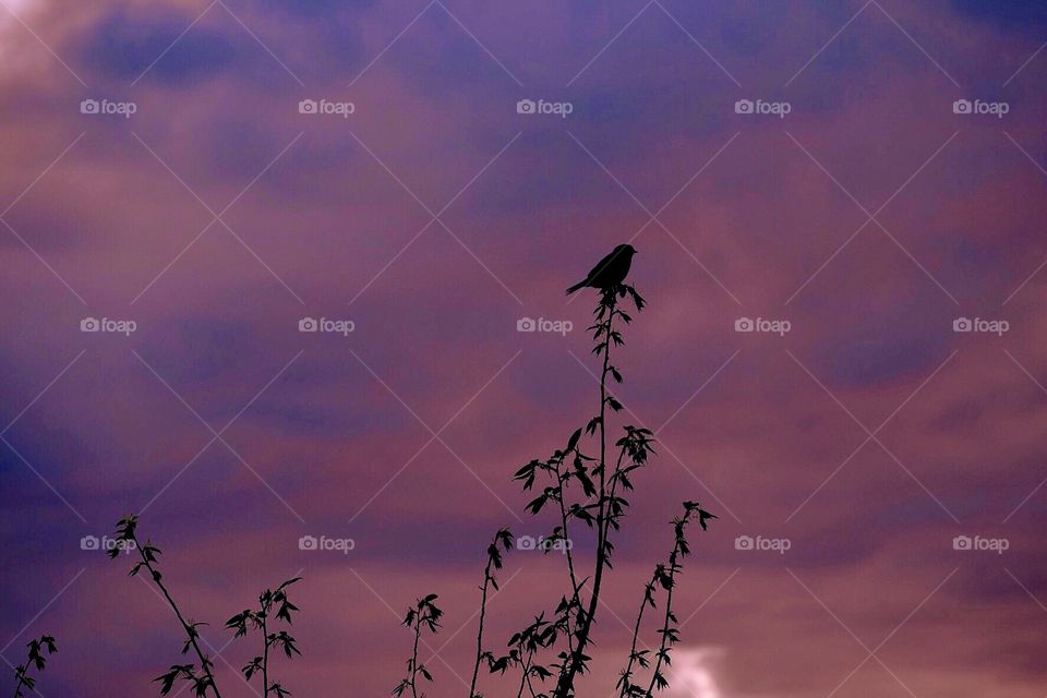Silhouette Of A Bird On A Tree, Bird On A Branch, Wildlife Silhouettes, Birds In Nature, Sunrise In A Field 