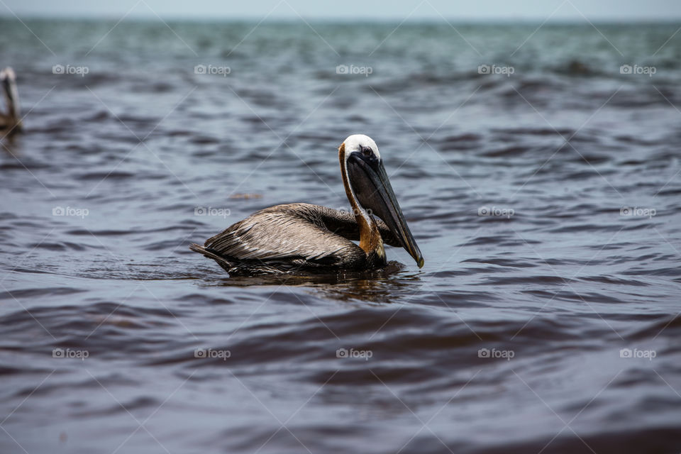 Floating Brown Pelican