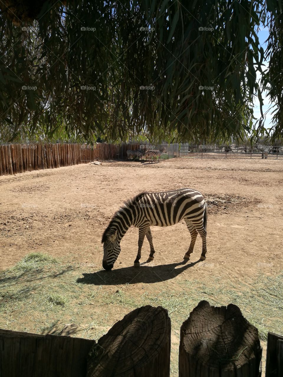 A zebra with black shadow in sunny day.