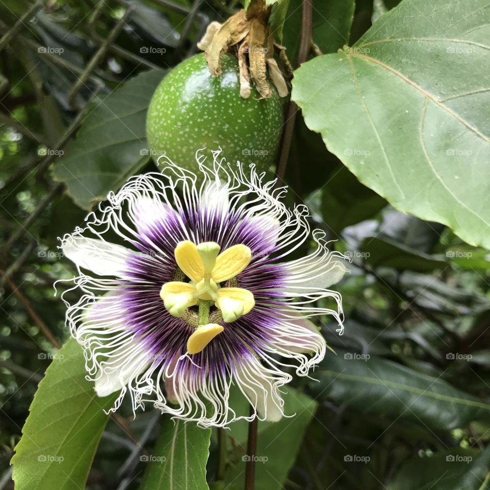 Special flower with purple and white color.