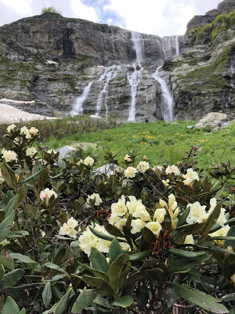 Цветущий рододендрон в горах Архыза