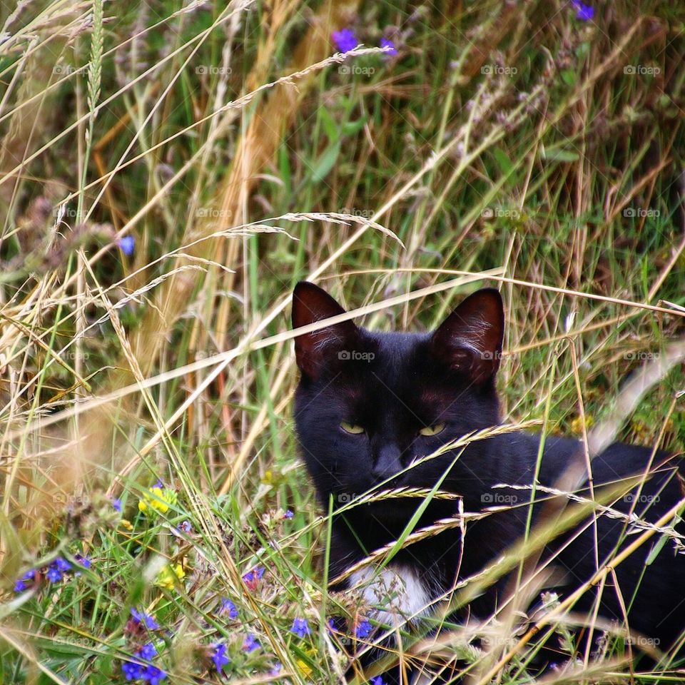 Black cat blending in